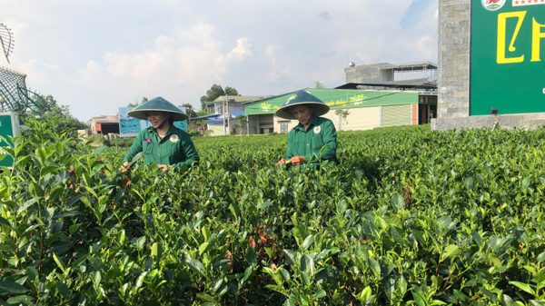 Thúc đẩy chuyển đổi số trong nông nghiệp