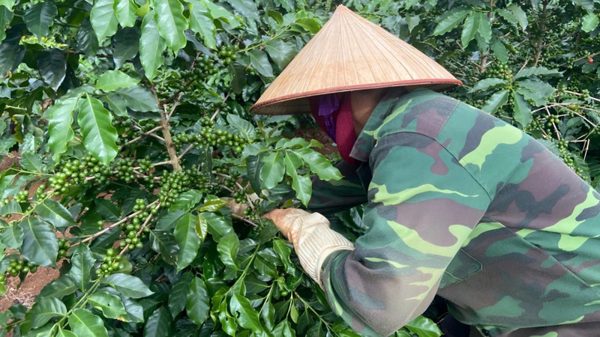Thúc đẩy chuyển đổi vùng trồng cà-phê Tây Bắc
