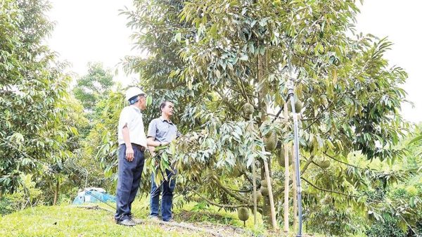 Thúc đẩy kinh tế vườn, kinh tế trang trại phát triển bền vững