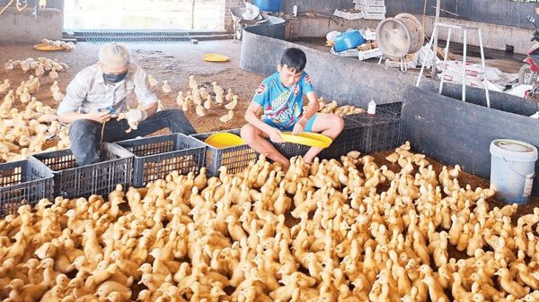 Thúc đẩy năng suất, hiệu quả chăn nuôi gia cầm