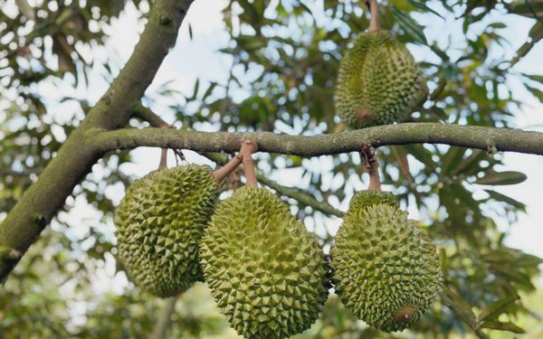 Thực phẩm an toàn không chỉ dành cho xuất khẩu