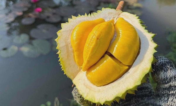 Thương lái chi hoa hồng cao săn sầu Musang King trái vụ