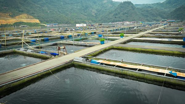 Thủy sản Việt trước cơ hội bứt phá
