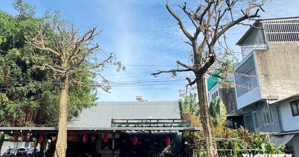 Tỉa hoa, cưa cành cây hoa sữa gây mùi hương khó chịu ở TP.HCM