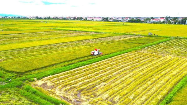 Tích tụ, tập trung đất để phát triển nông nghiệp bền vững