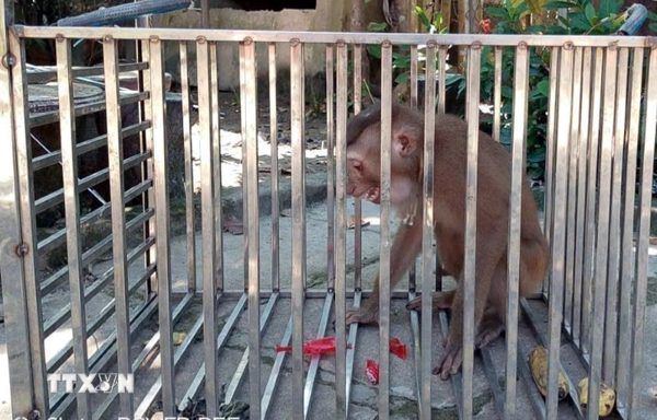Tiếp nhận, cứu hộ 3 cá thể động vật hoang dã tại Quảng Trị