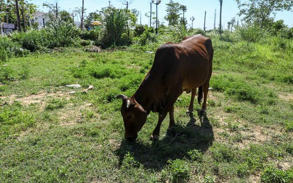 Tiêu chí nào xác định là đất bỏ hoang và phải chịu thuế 0,2%?