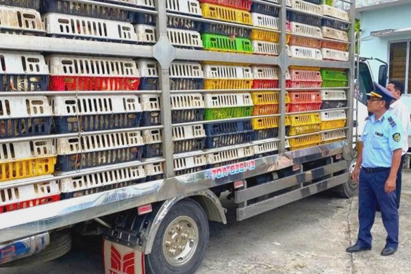 Tiêu hủy 2.000 con gà không rõ nguồn gốc ở Tây Ninh