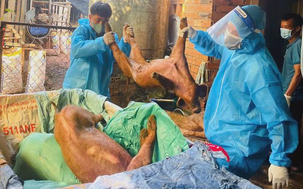 Tiêu hủy đàn heo mắc dịch tả heo châu Phi ở xã Xuân Sơn, TP.HCM