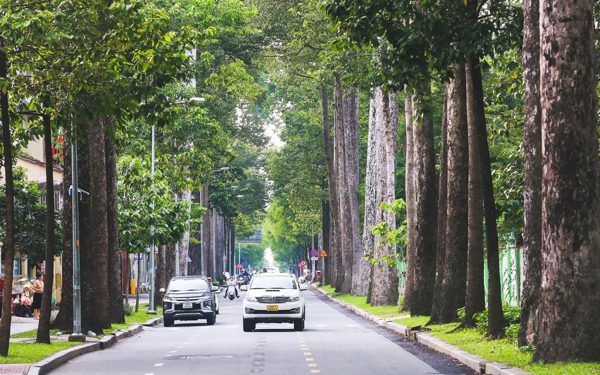 Tìm cách 'ứng xử' với 4.000 cây cổ thụ có nguy cơ gãy đổ ở TP.HCM