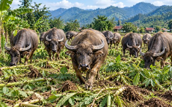 Tìm chủ đàn trâu thả rông 10 con tấn công người, phá vườn hơn 40 hộ dân