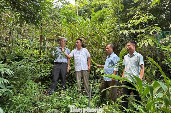 Tìm hướng đưa cây dược liệu thành sinh kế mới tại vùng cao Lào Cai