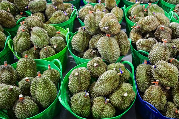 Tỉnh nào là 'thủ phủ' sầu riêng tại nước ta?