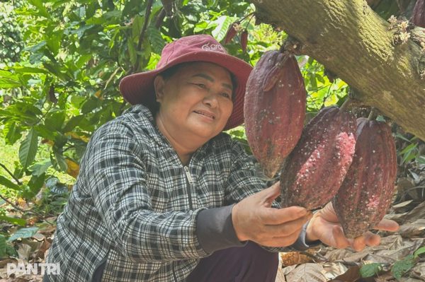 Tổ hợp tác đưa ca cao bén rễ trên vùng đất khô cằn vùng biên