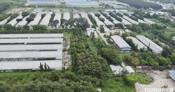 Toàn cảnh trang trại gà của Công ty Ba Huân bị ngân hàng rao bán