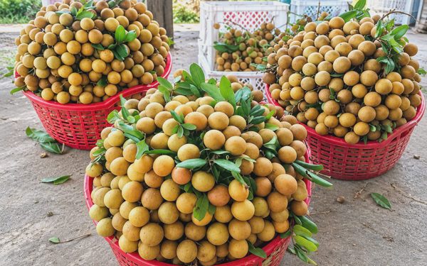 ‘Tôi bán mít ruột đỏ tại vườn 2.000 đồng, nhưng khi vào siêu thị thấy bán 120.000 đồng/kg’