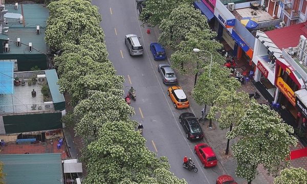 Tôi chuyển nhà vì không chịu nổi mùi hoa sữa