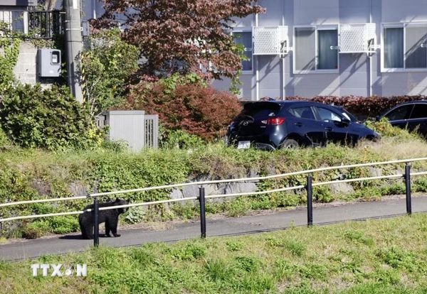 Tokyo dỡ bỏ lệnh cấm săn gấu sau 20 năm