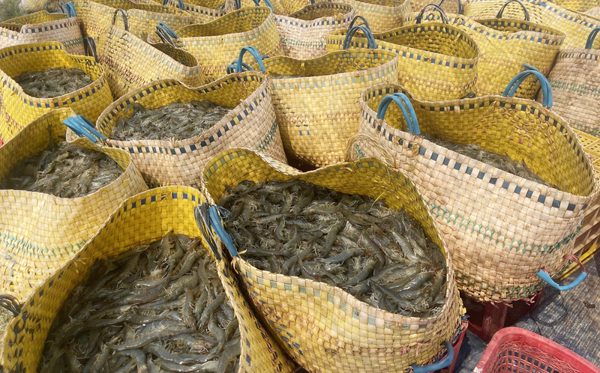 Tôm, cá mang về hàng tỷ USD cho Việt Nam