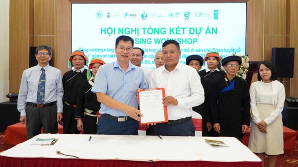 Tổng kết dự án bảo tồn quần thể di sản chè Shan tuyết cổ thụ Tây Côn Lĩnh