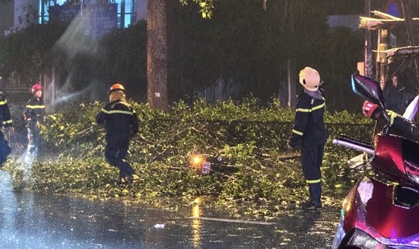 TP.HCM: Nhánh cây lớn rơi trúng xe máy, hai vợ chồng thương vong