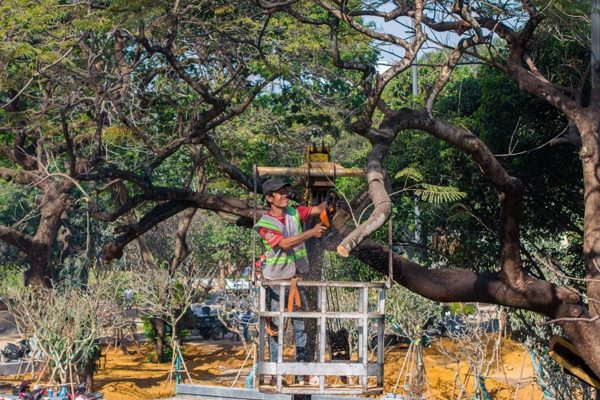 TPHCM nêu tiêu chí đốn hạ cây xanh sau hai vụ bật gốc