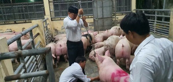 TPHCM xử lý nghiêm cá nhân bảo kê, tiếp tay vụ 10.000 tấn heo nhiễm chất cấm