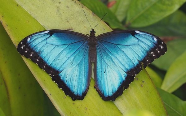 Trái đất nóng lên làm một trong những loài bướm đẹp nhất thế giới 'phai màu'