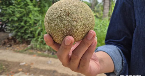 Trái quách là gì mà người trẻ rủ nhau về miền Tây để thưởng thức?