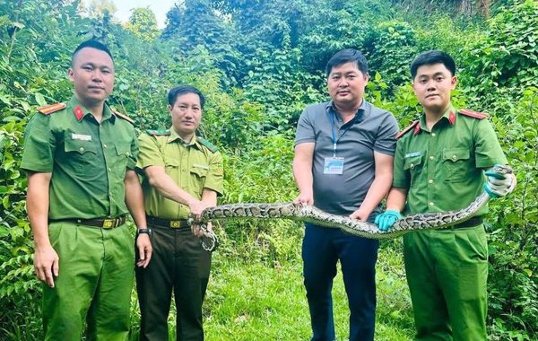 Trăn quý dài 4,5 m bò vào nhà dân ở Nghệ An