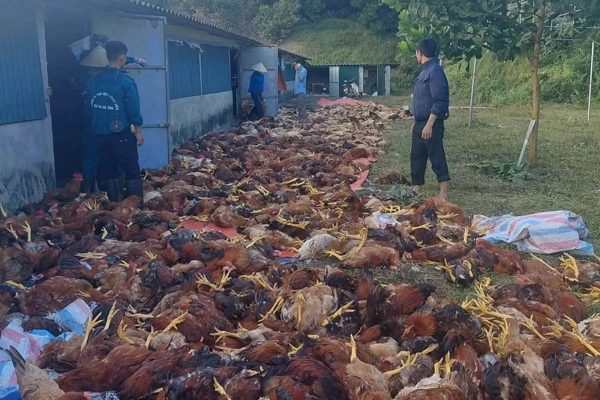 Trang trại có hơn 3.000 con gà sắp xuất bán chết do chập điện