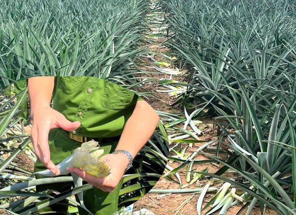 Trang trại dứa sắp đến kỳ ra quả bị phá tan hoang