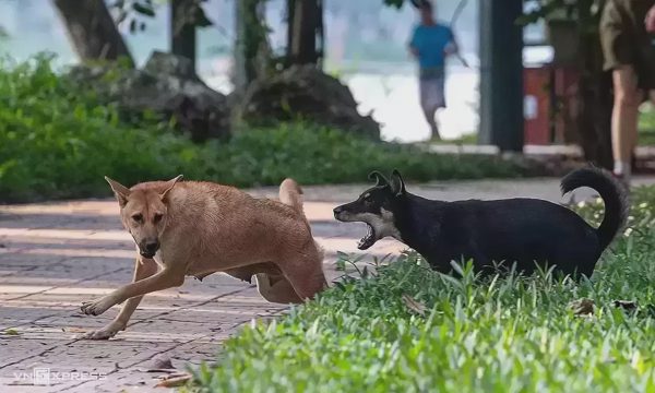 Tranh chấp vụ chó thả rông gây tai nạn khiến tài xế tàn tật