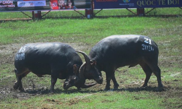 Trâu 900 kg vô địch lễ hội chọi trâu Đồ Sơn 2026
