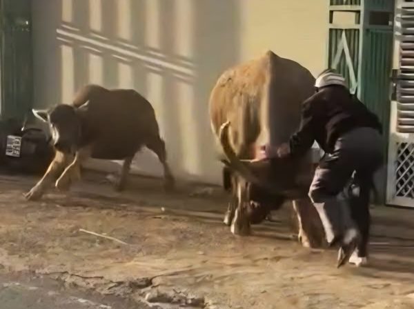 Trâu cái húc 6 người bị thương, lao vào đám cưới ở Lâm Đồng