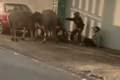 Trâu 'điên' sổng chuồng, húc 6 người bị thương ở Lâm Đồng