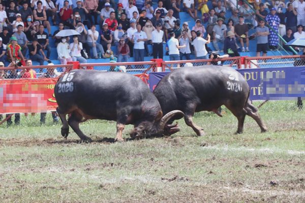 Trâu nặng 900kg vô địch lễ hội chọi trâu Đồ Sơn