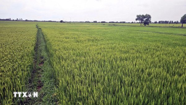 Trên 3.800 ha lúa Nam Trung Bộ-Tây Nguyên phải lùi, giãn thời vụ do xâm nhập mặn