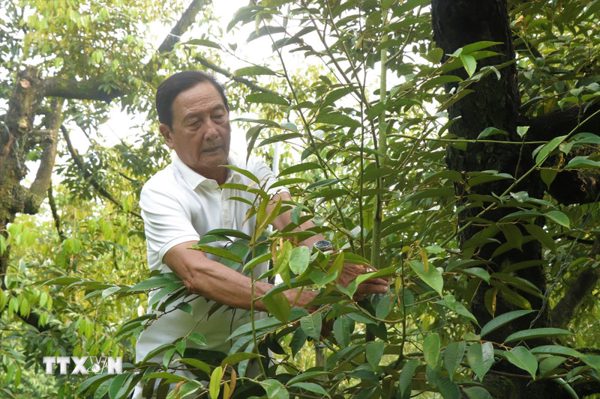 Trí tuệ và bản lĩnh của lão nông làm giàu từ sầu riêng đất Tây Đô