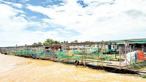 Triển khai nhiều giải pháp hỗ trợ người nuôi cá lồng bè