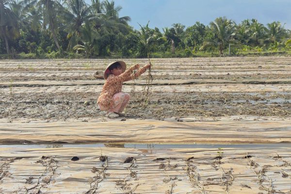 Triều cường gây ngập hơn 32ha cây trồng, nhiều nông dân Vĩnh Long điêu đứng