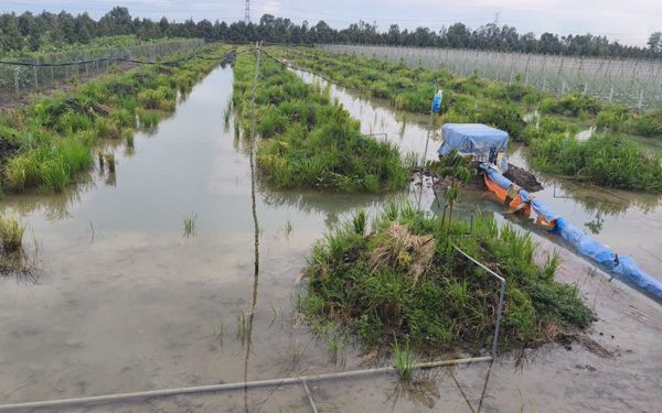 Triều cường kết hợp mưa lớn, miền Tây có thể ngập sâu 1,5 mét