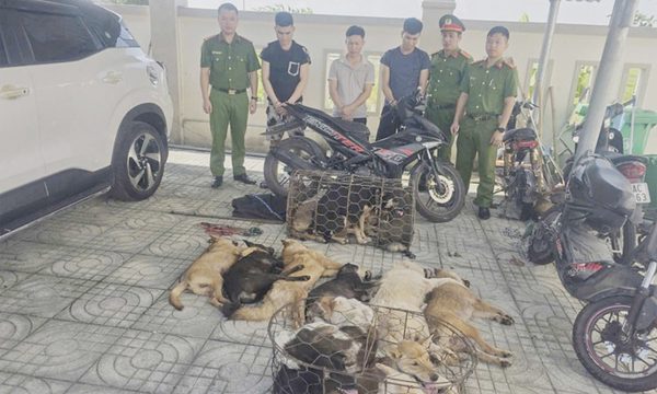 Trộm chó trong 20 giây