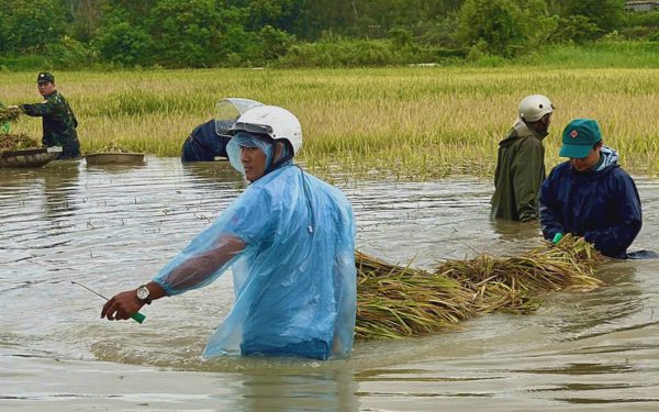 Trồng 2 sào lúa, một nông dân ở Đắk Lắk tính lãi 35.000 đồng khiến nhiều người xót xa