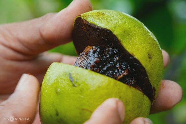 Trồng hồng socola chịu mặn, lãi hơn nửa tỷ đồng mỗi năm