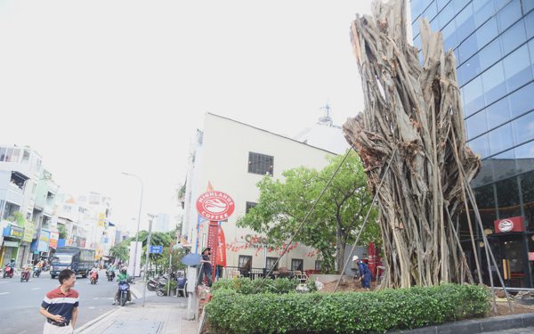 Trồng lại cây bồ đề ngã ra đường Đinh Tiên Hoàng ngay vị trí cũ