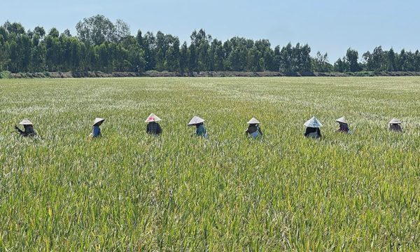 Trồng lúa phát thải thấp, nông dân lãi thêm 9,3 triệu đồng một ha