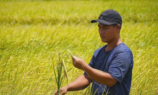 Trồng lúa sạch 'không lo đầu ra' tại Cà Mau