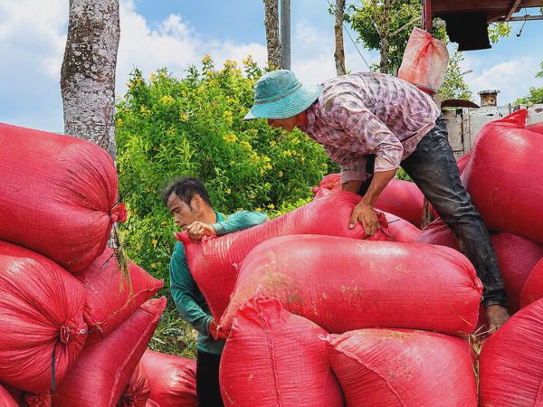 Trồng lúa vất vả nhưng đồng lời không tương xứng, nông dân miền Tây muốn được liên kết hợp tác