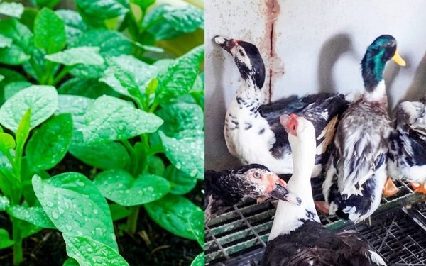 Trồng rau, nuôi gà vịt heo ở nhà giàn DK1/10 giữa trùng khơi
